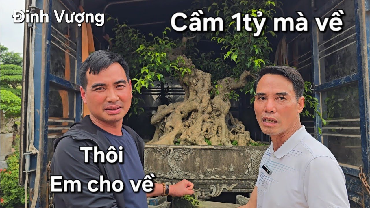 Anh Chí bán cây mà tiếc ngẩn ngơ !.khóc như mưa