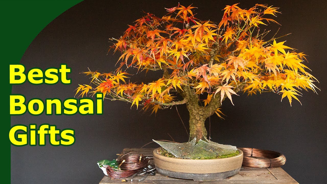 Gifts for Bonsai Lovers