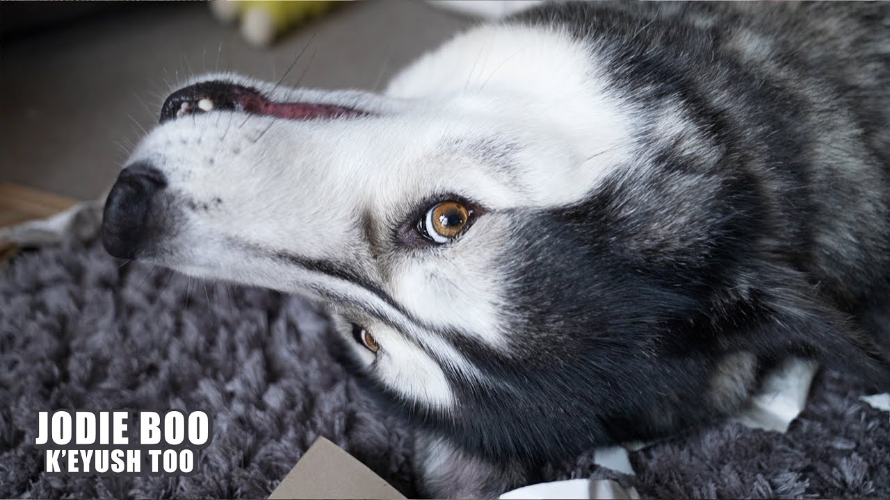 It’s CHAOS When My Husky Opens His Own Mail!