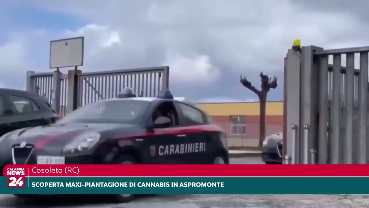 Cosoleto, Scoperta maxi piantagione di Cannabis in Aspromonte
