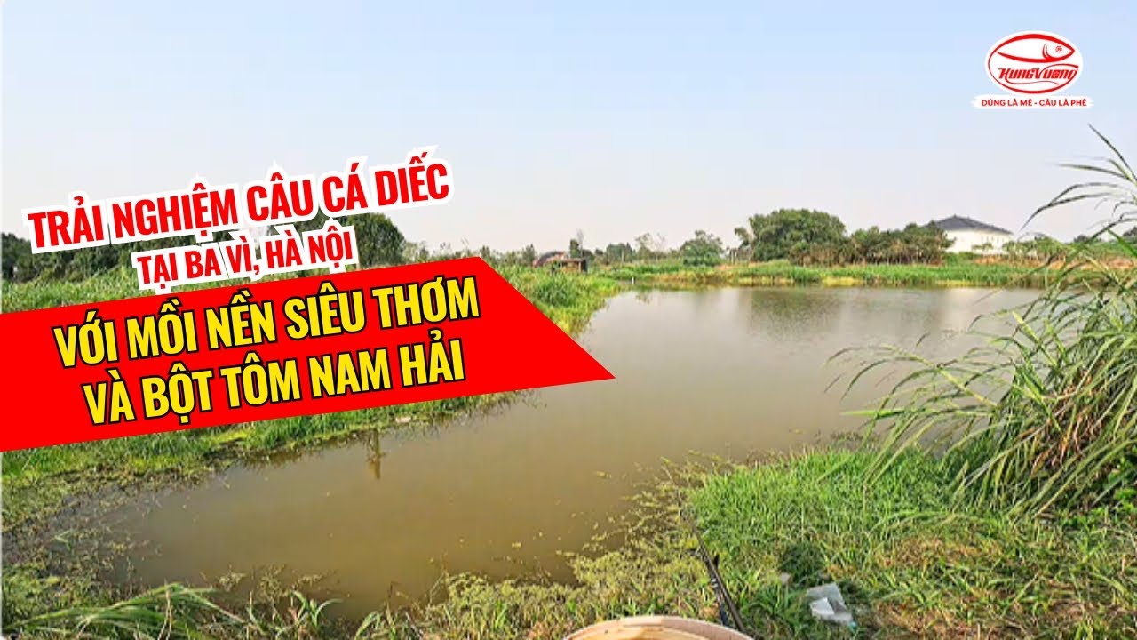 Trải nghiệm câu cá diếc tại Ba Vì, Hà Nội với Mồi Nền Siêu Thơm và Bột Tôm Nam Hải
