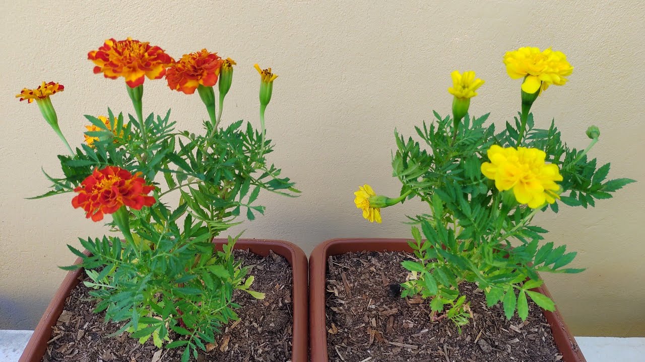 Tagetes como plantar e cuidar