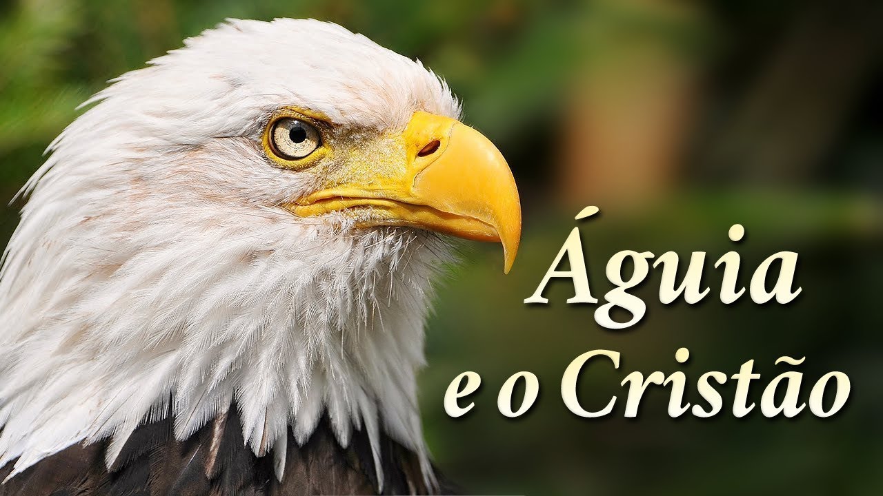 A ÁGUIA E O CRISTÃO - O Vídeo Mais LINDO e EMOCIONANTE Que Você Verá Hoje