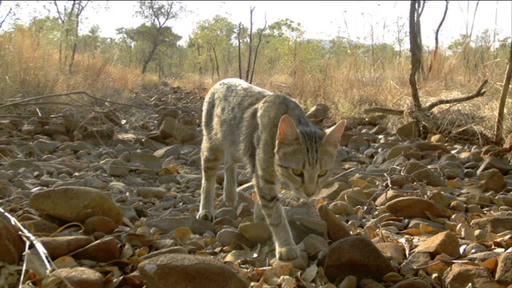 ABCTV News - Feral cat research at Mornington (12.10.2014)