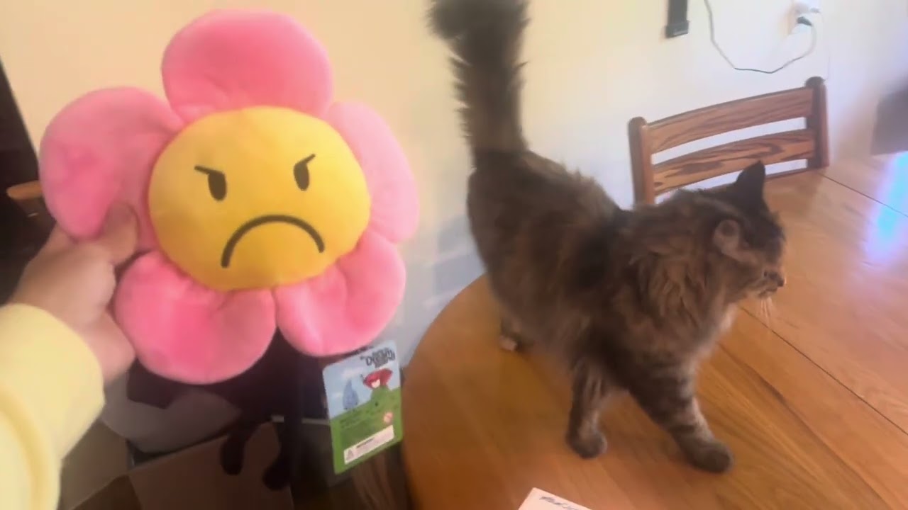 Cats are OBSESSED with Flower plush! (Pivotal moments: 0:06, 1:42, 3:08)