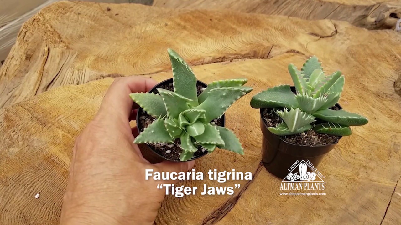 Quick Peek: Faucaria tigrina 