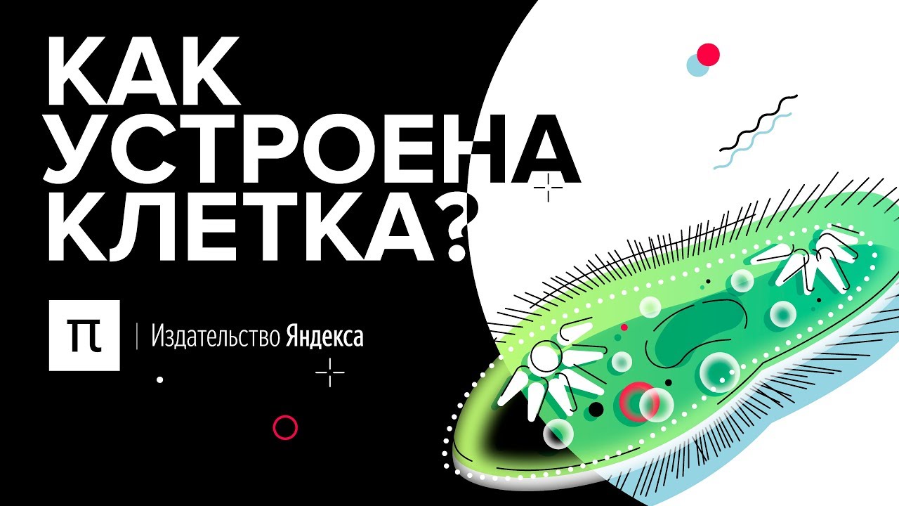 Как устроена клетка?