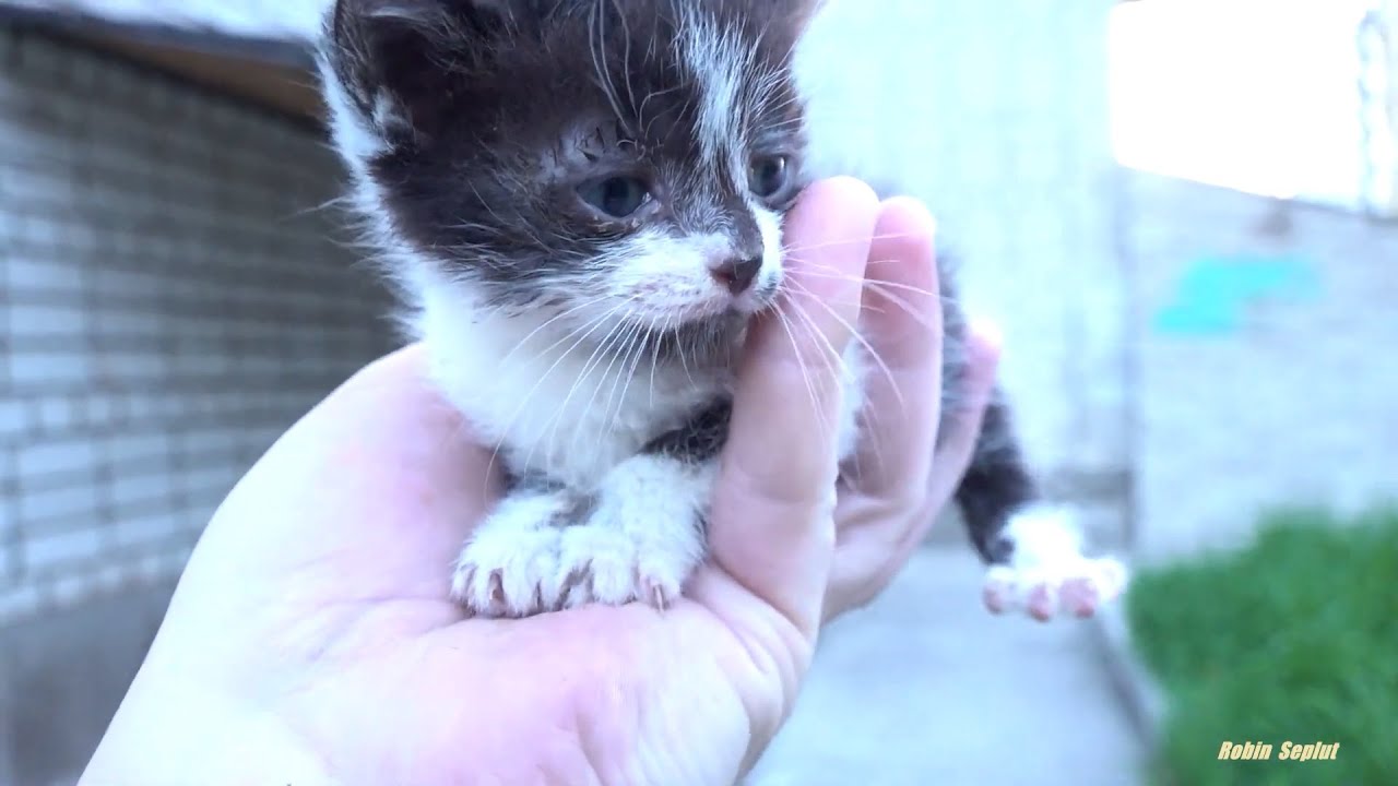 How to Save a Kitten to Ensure It Survives