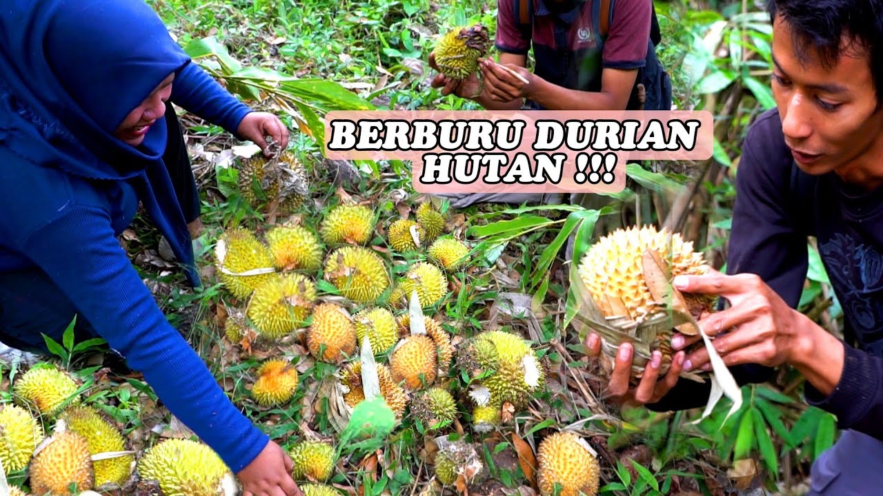 Berusia Ratusan Tahun,Pohon Durian Hutan Ini Berbuah Sangat Lebat
