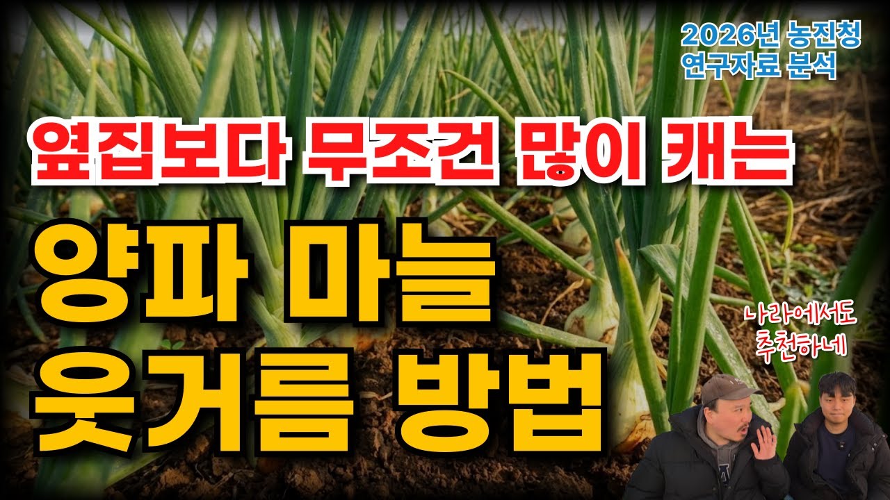 마늘 양파 웃거름 주는 시기와 방법 총정리 (2026 농진청 최신 자료 기반) | 농업 전문가가 알려주는 양파 마늘 웃거름 1편