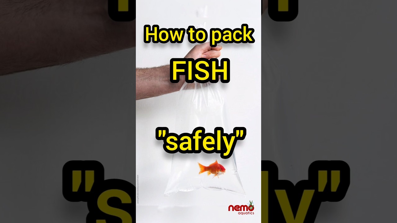 how to pack fishes for courier safely??