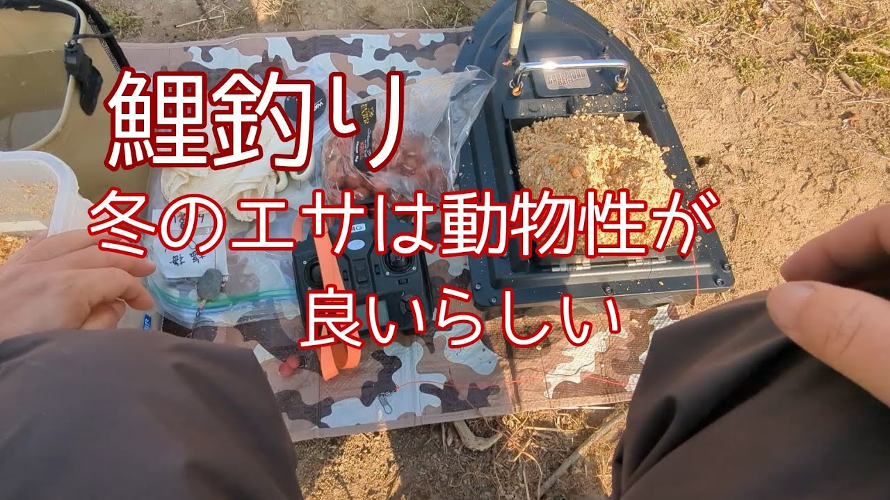 【#鯉釣り】#carpfishing1月中旬、少し暖かい日でした