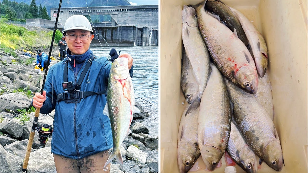 Kick off 2025 Shad Fishing Season in PNW - Shad fishing at 05/25/24 | How to Fish for American Shad