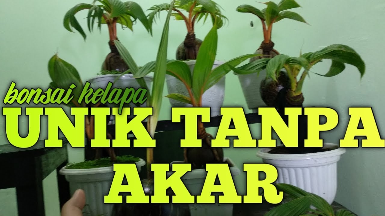 BONSAI KELAPA UNIK TANPA AKAR