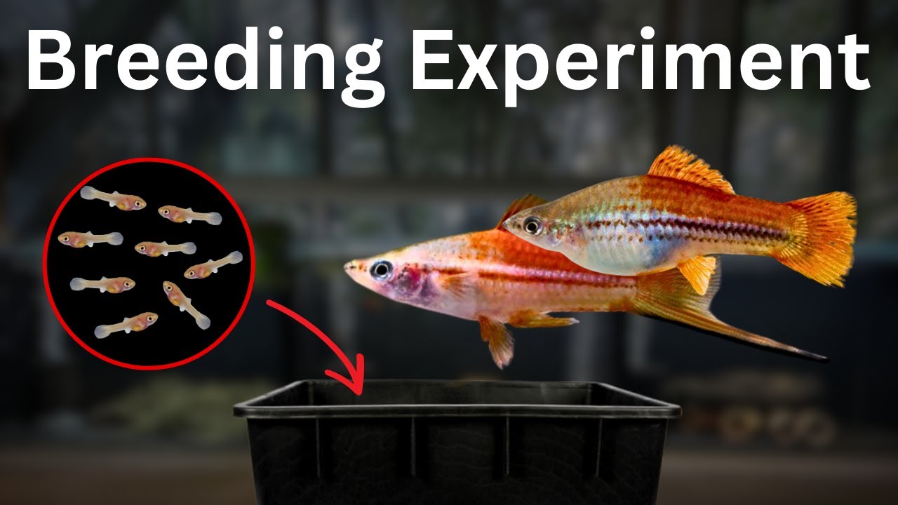 Breeding Swordtails in a Tub - 90 Day Results
