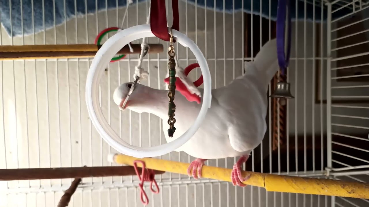 Male white ringneck dove, Jupiter, playing with toys