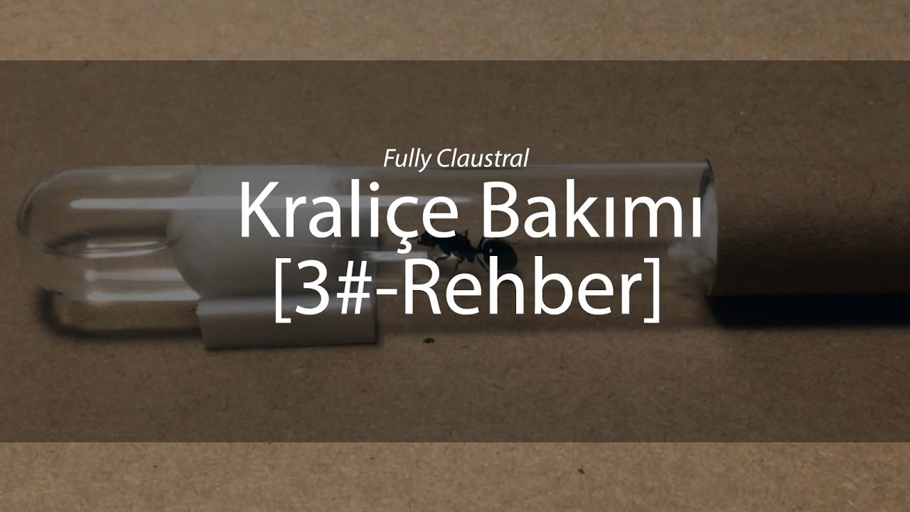 Kraliçe buldunuz! Şimdi ne olacak ? [3# - Rehber/Kraliçe Bakımı]