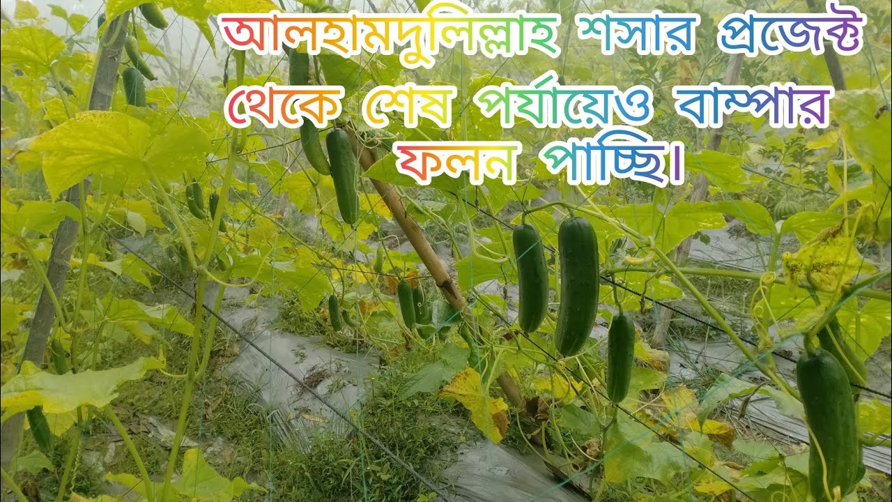আলহামদুলিল্লাহ শসার প্রজেক্ট থেকে শেষ পর্যায়েও বাম্পার ফলন পাচ্ছি।🥒🥒