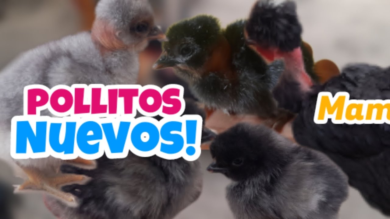 Ya nacieron los primeros#pollitos 2025 en el#gallinero//#gallinas #chicken #viral #granja #crianza