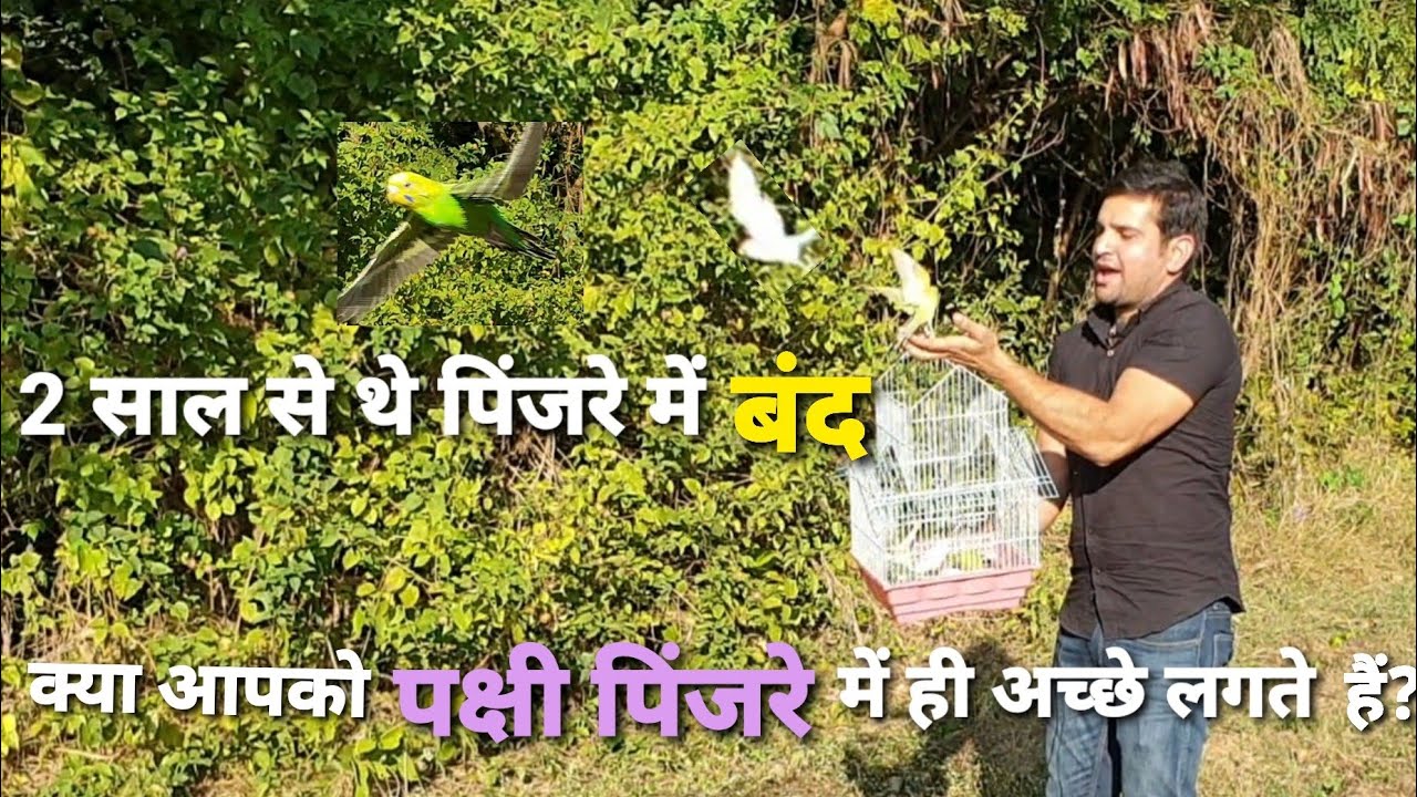 Releasing Birds from Cage in India | 2 साल से 1 फुट के पिंजरे में बंद पक्षी जब आजाद हुए | Ps velly