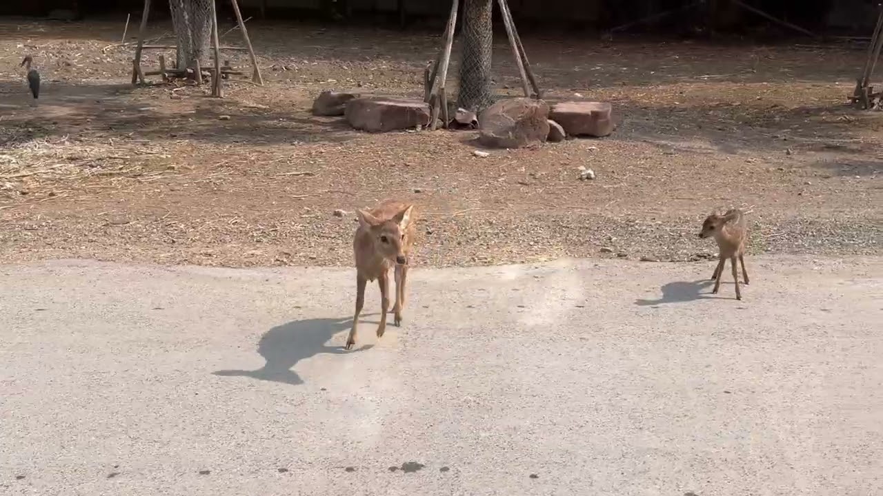 Animal Safri by Van at Safari World #bangkok #thailand