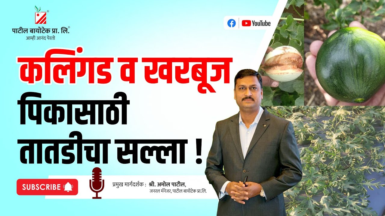 कलिंगड व खरबूज पिकासाठी तातडीचा सल्ला !