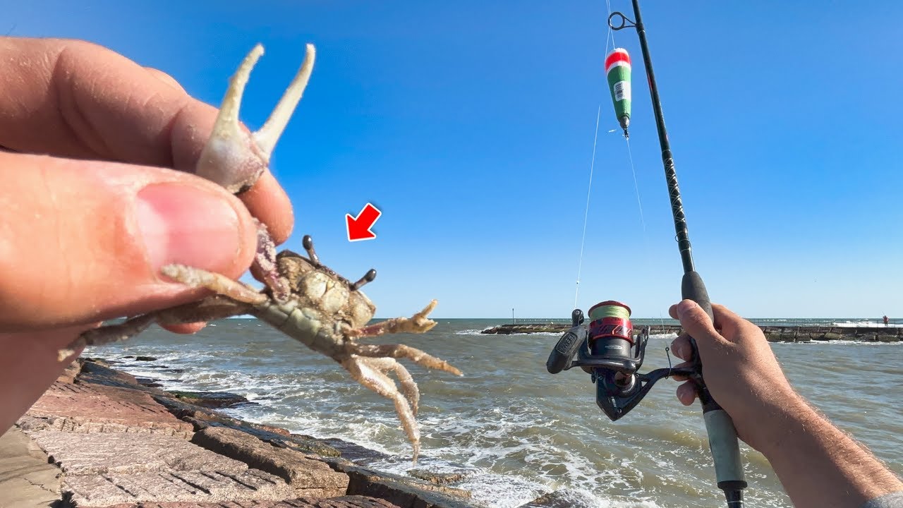 What Happens When You Use FIDDLER CRABS For Bait? foraging for jetty fishing bait