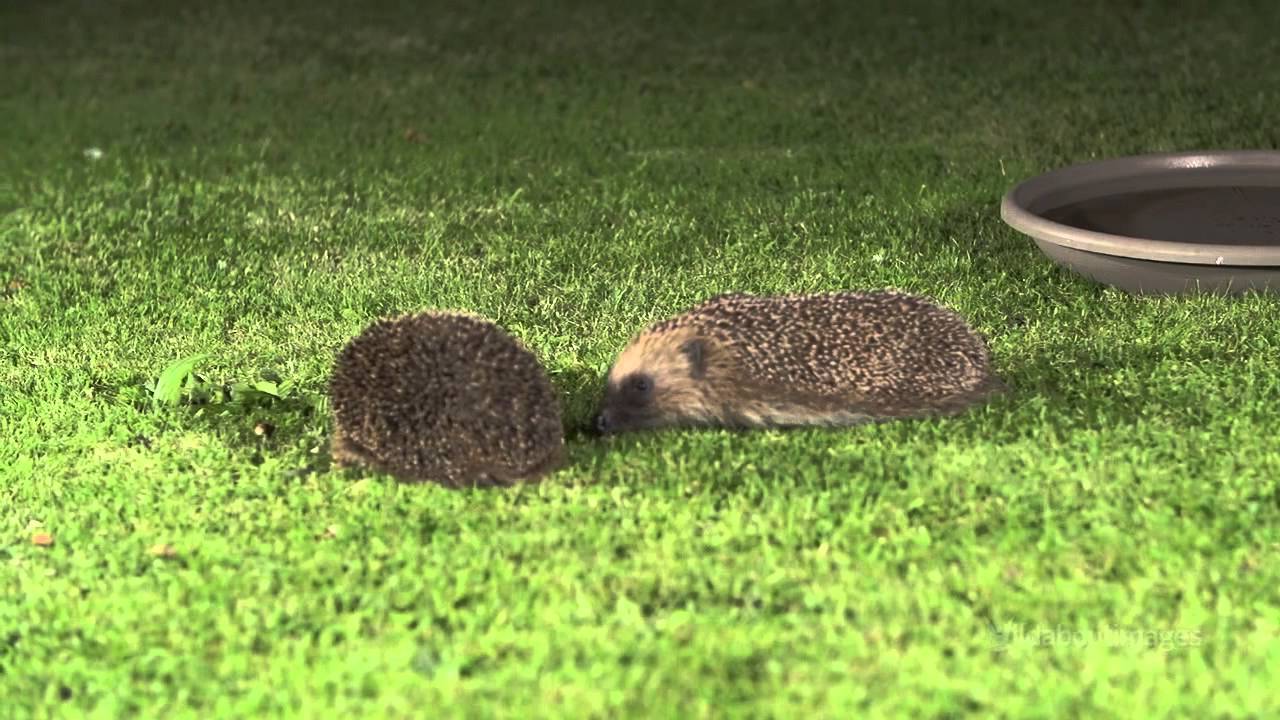 Hedgehog sounds