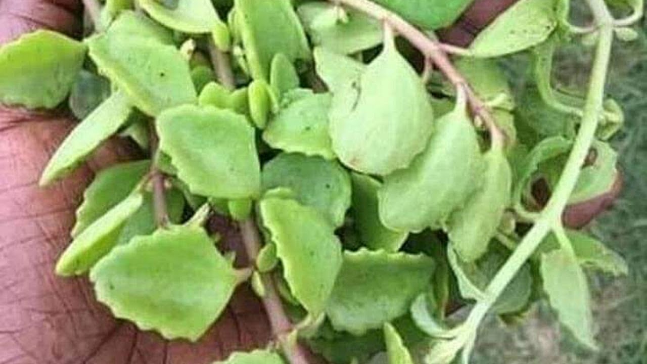 Kozesa Ekifula Okukyusa Omutima Gw'omwagalwa Wo okuloga omusajja By Kansiiwa Store