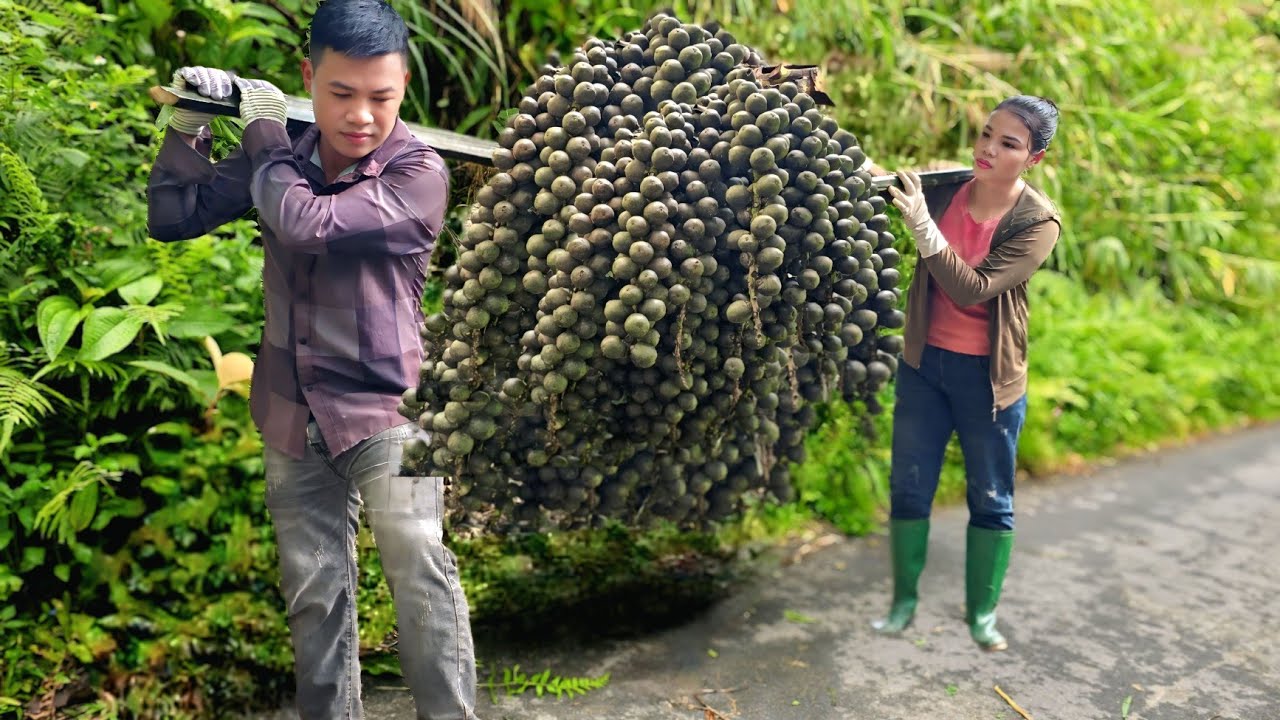 Harvesting Dac Fruit - How to Process and Earn High Income