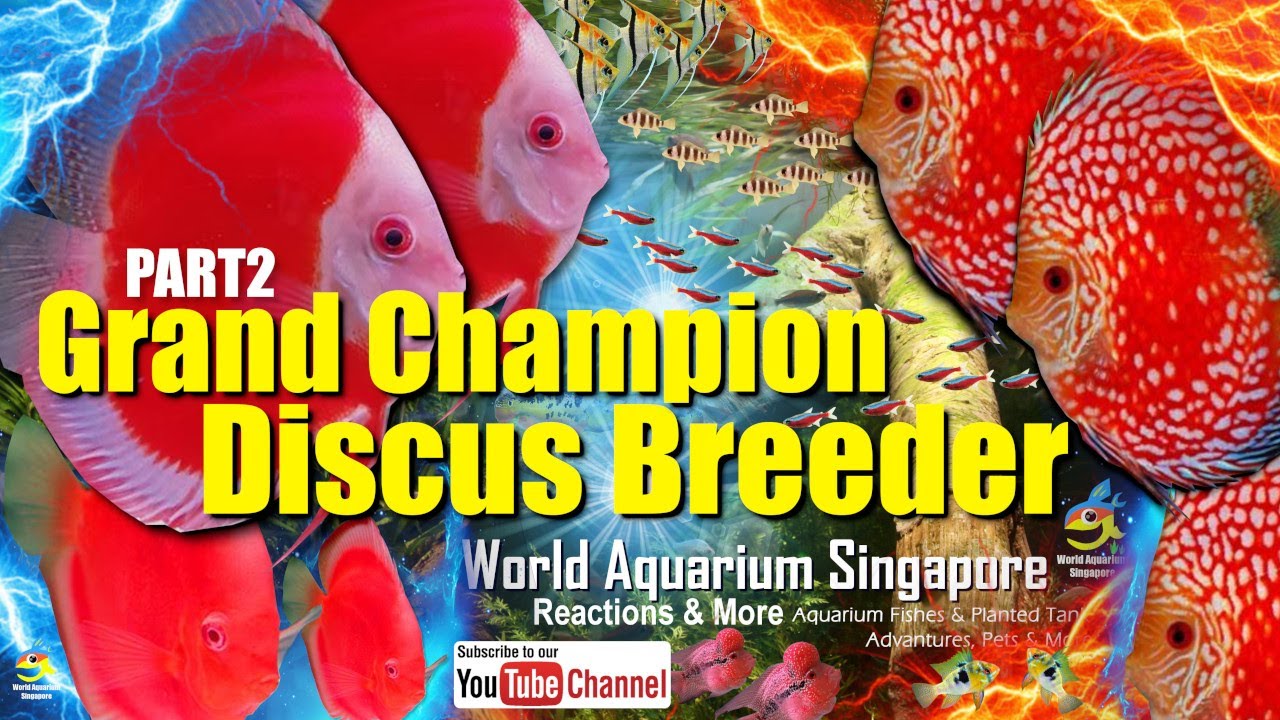 Grand Champion Discus Fish Breeder Part 2 - Chai Discus Farm - How to have big healthy discus fish