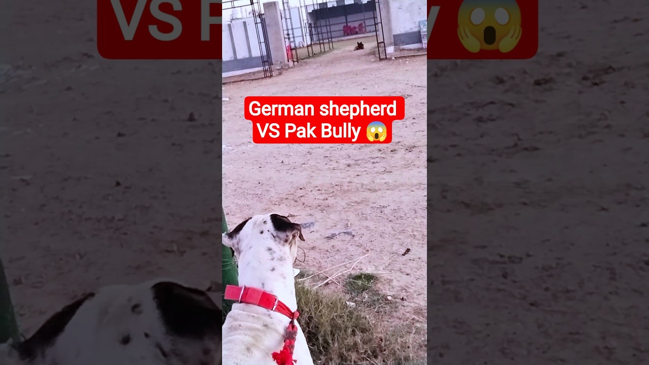 Pak Bully Vs German Shepherd 😱🥶#minivlog#vlog#shorts#trending
