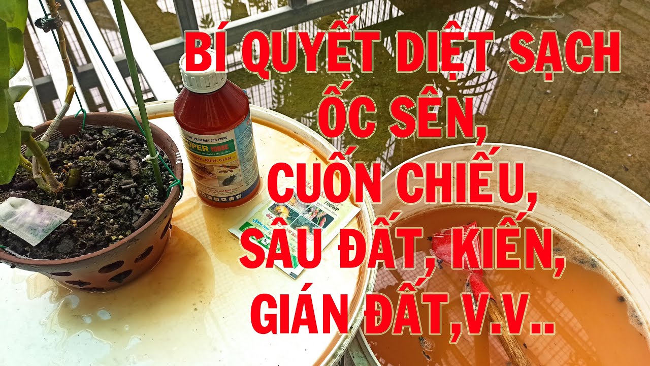 DIỆT SẠCH ỐC SÊN, CUỐN CHIẾU, SÂU ĐẤT, KIẾN, GIÁN ĐẤT, .V.V.. TRONG CHẬU LAN