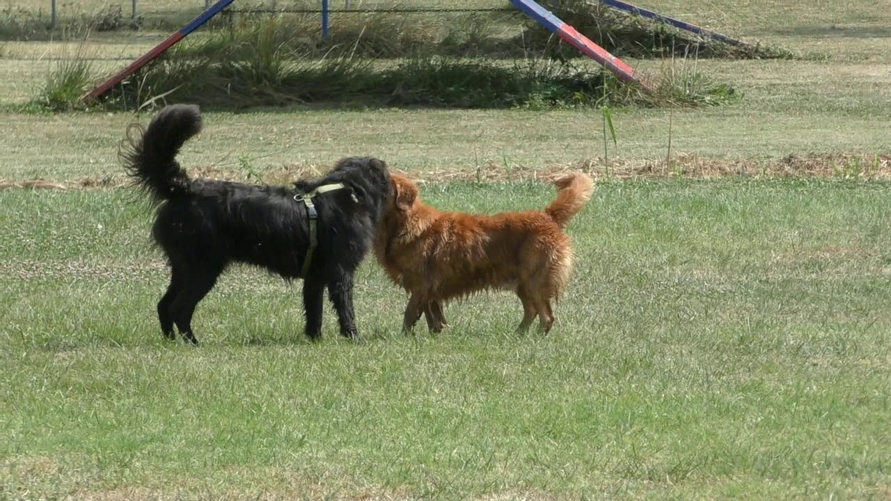 I cani e la prossemica