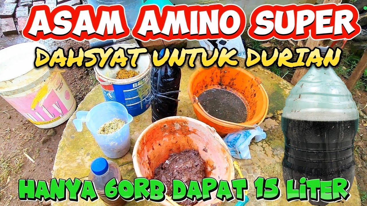 CARA MEMBUAT ASAM AMINO SUPER DAHSYAT UNTUK KEBUN DURIAN DLL.