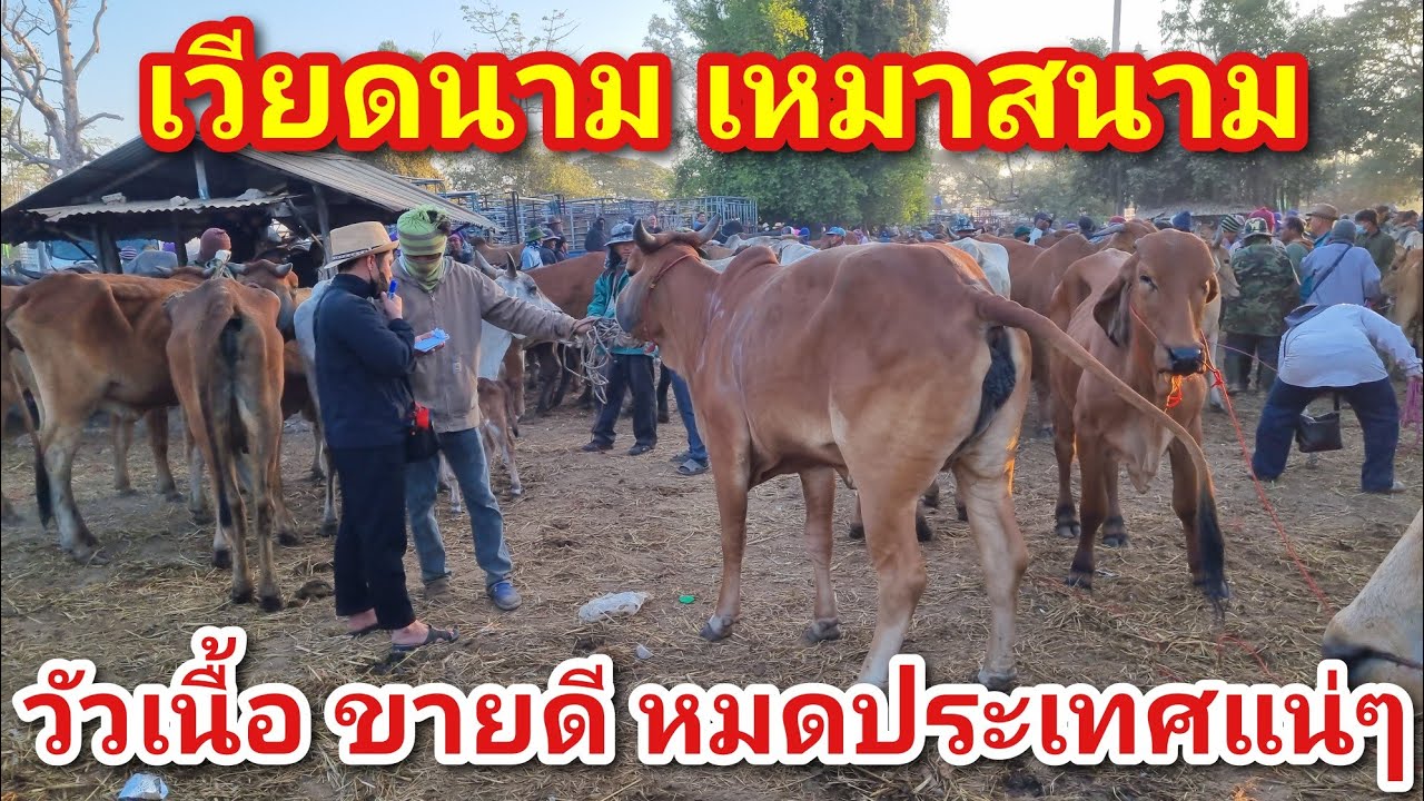 EP.2134 ตลาดนัดโคกระบือ วัน เสารร์ 10 ม.ค. 2569 #เดินดูวัวงาม #ราคาวัว | chợ gia súc | livestock