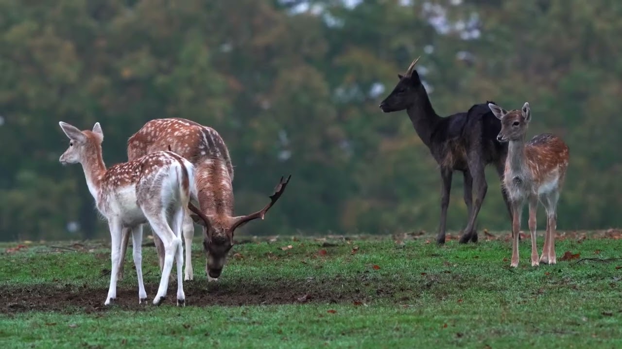 Knole Park Fallow Deer 2025