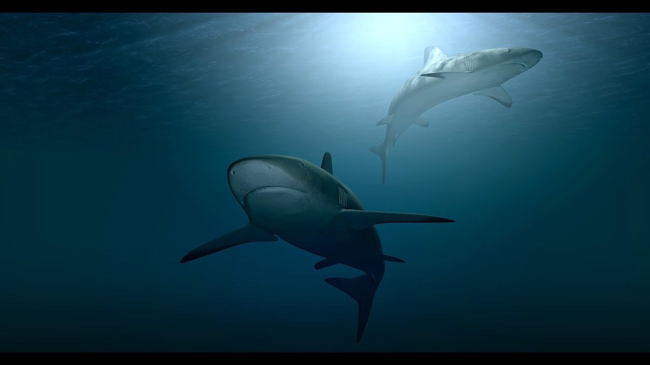 Wireshark and Ethical hacking course  Kurdish