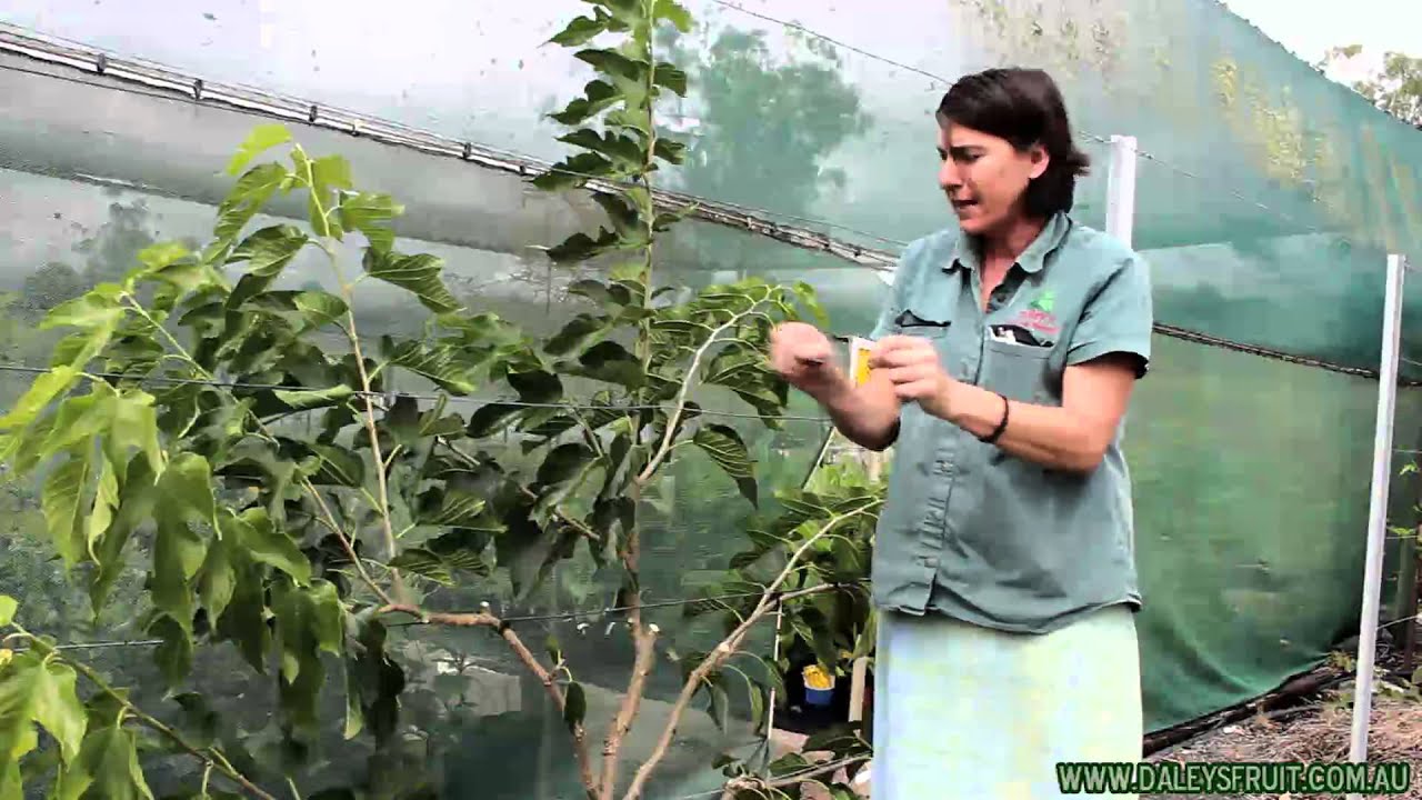 Espalier - daleysfruit.com.au