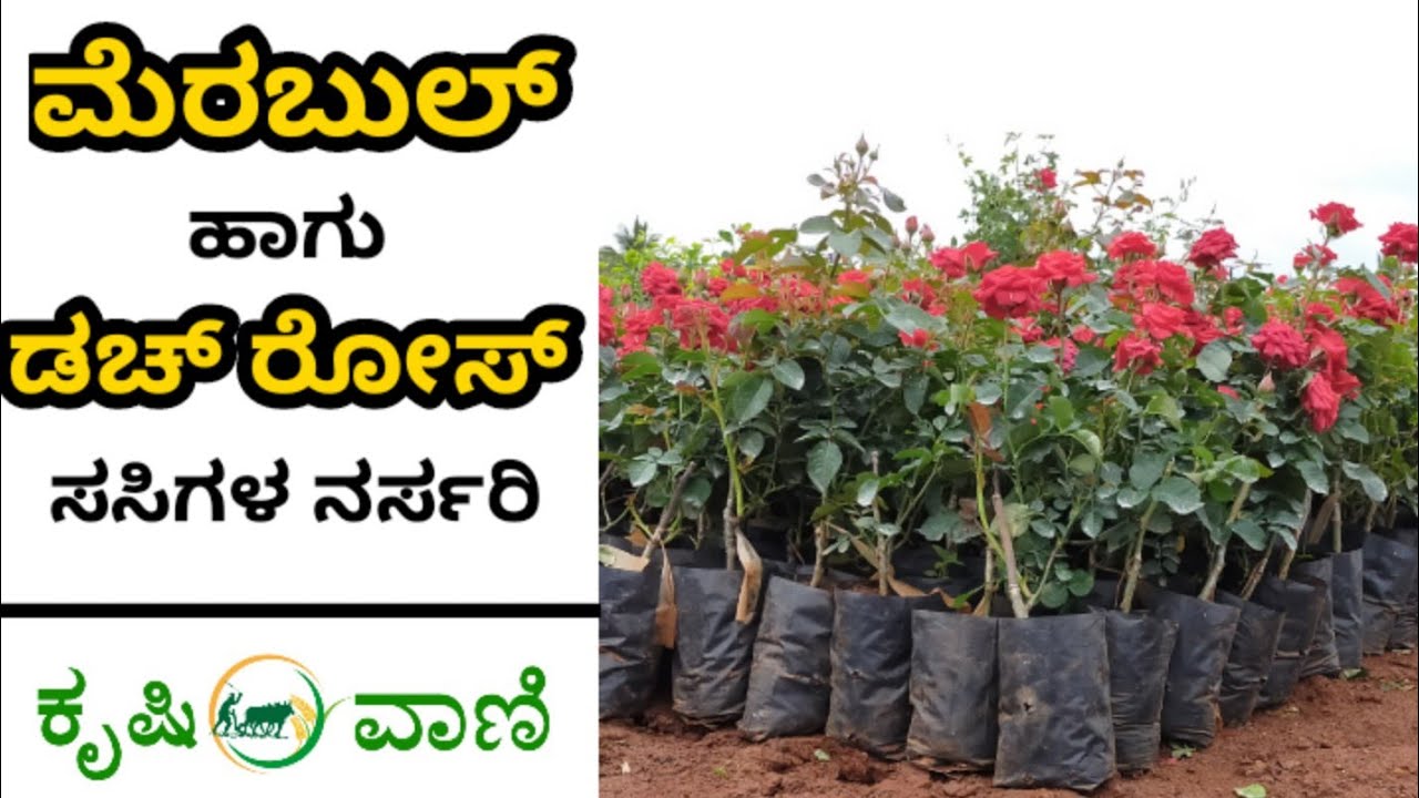 ಮೆರಾಬುಲ್ ಹಾಗು ಡಚ್ ತಳಿಯ ಗುಲಾಬಿ  ಗಿಡದ ನರ್ಸರಿ || Rose Plants Nursery || Dutch Rose || Merabull Rose ||