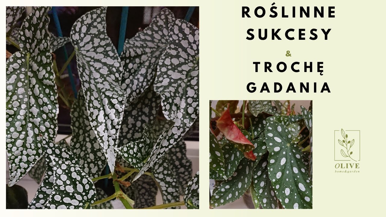 Roślinne szaleństwo💚nowy seramis odżywki dziury dużo kropek czyli takie tam pitu pitu o roślinach