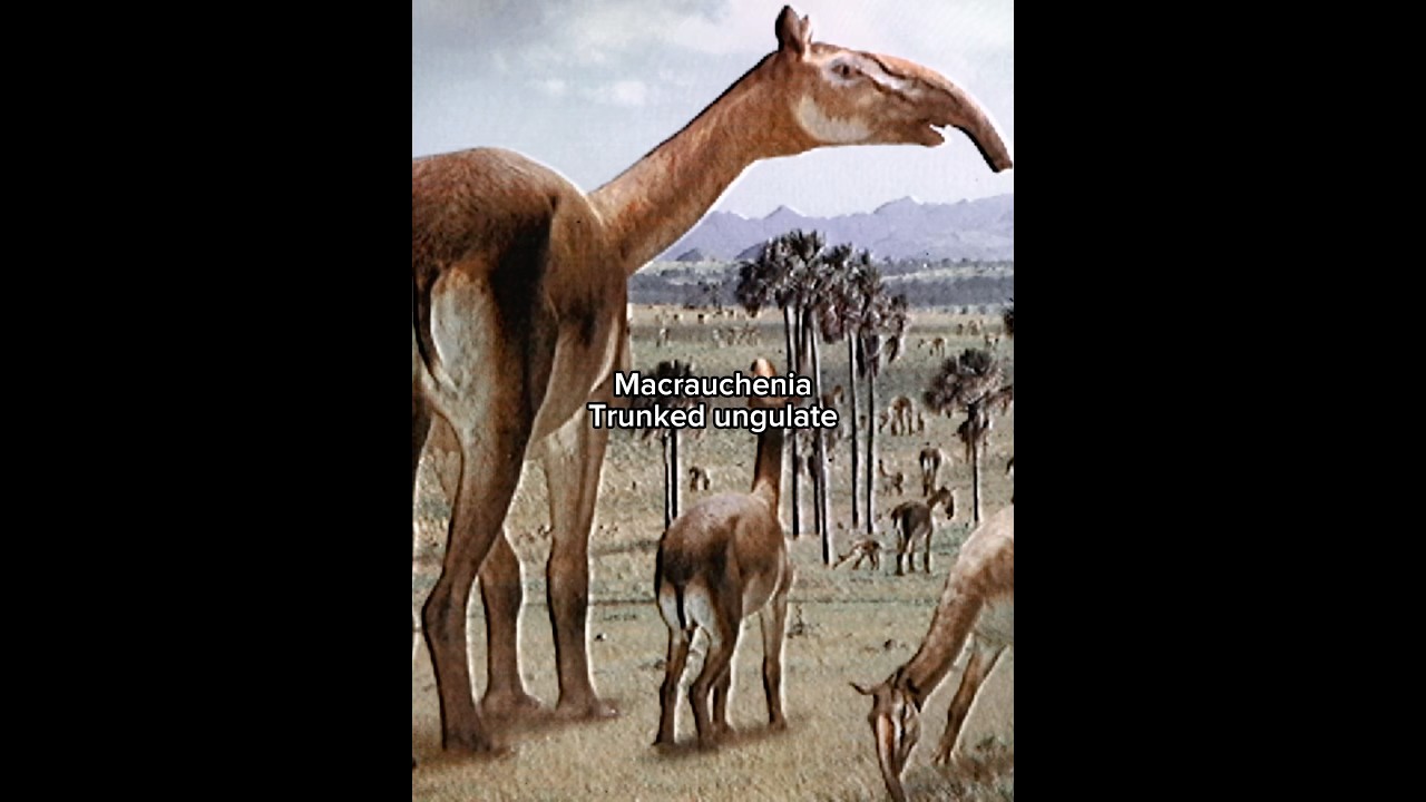The most bizarre animals that the earliest humans lived with #prehistoric #extinctanimals