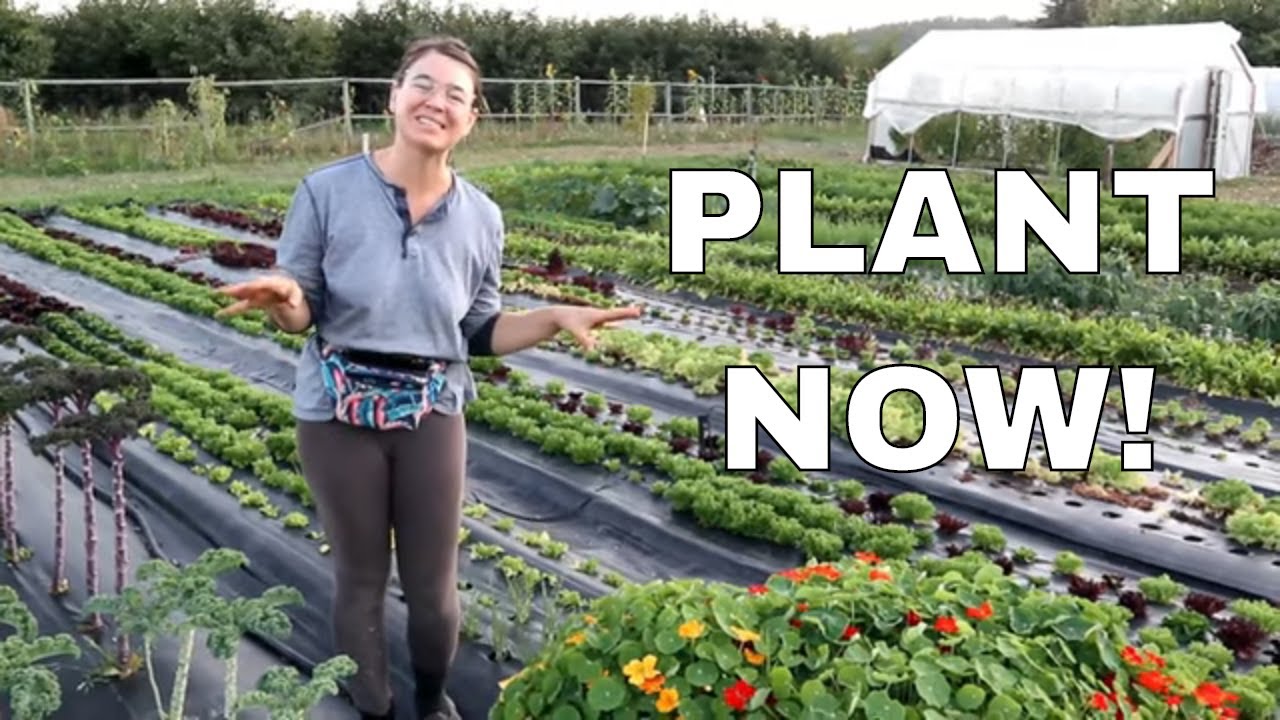 10 Veggies to Plant in September