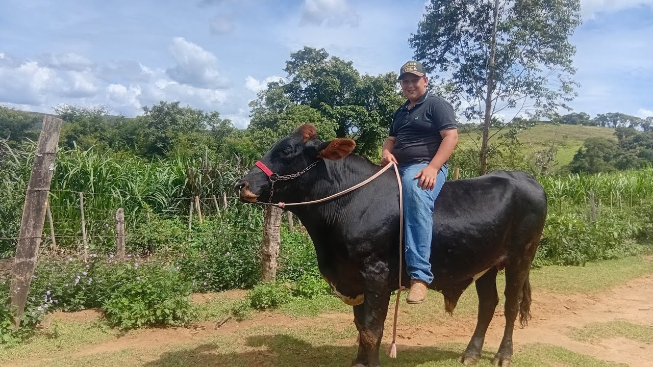 Repassando o conhaque 