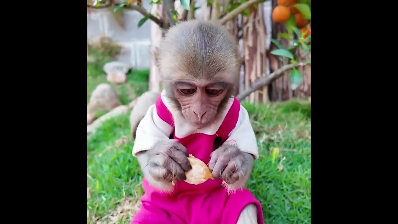 🐵✨ Smart Monkey YiYi Rescues a Lost Duckling in a Parallel World!