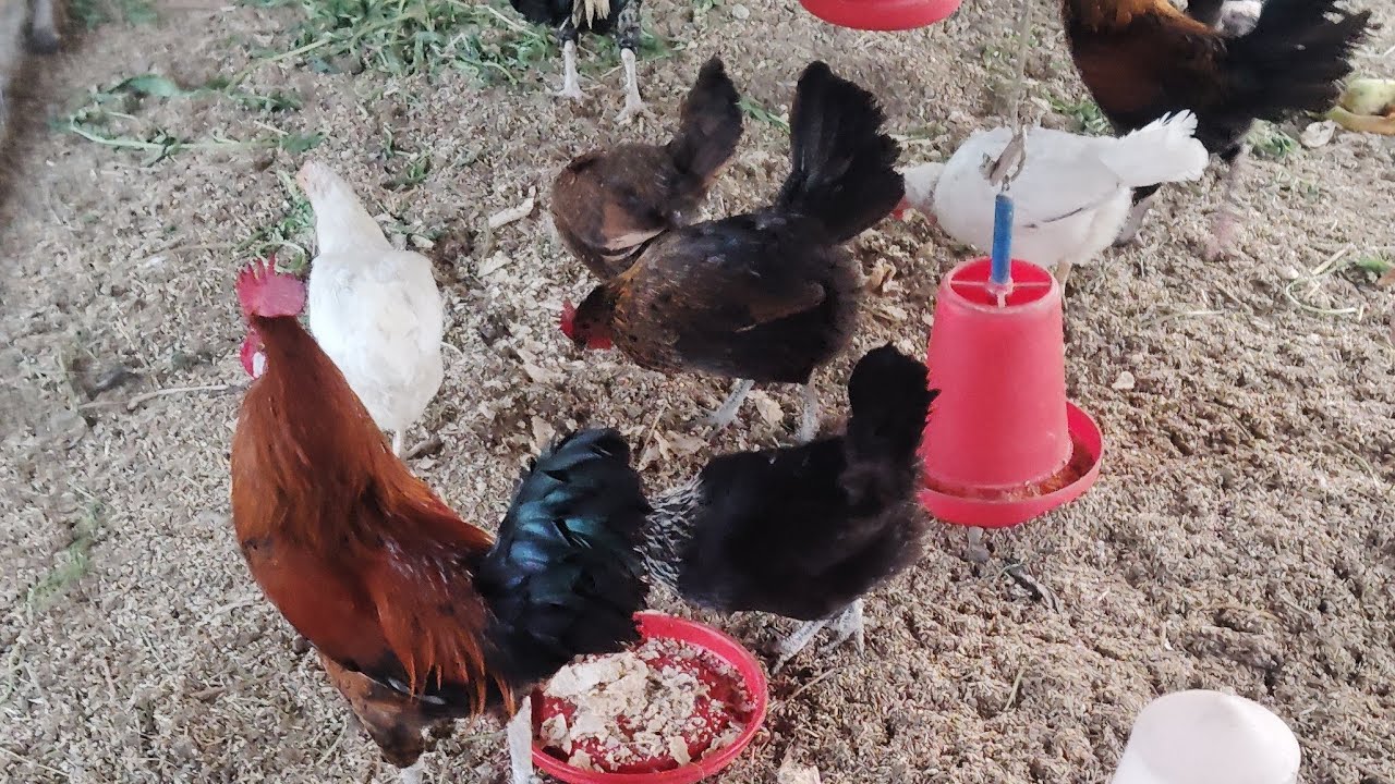 MM VIDEOS MURGA MURGI  is live🐓🐔📷🐓