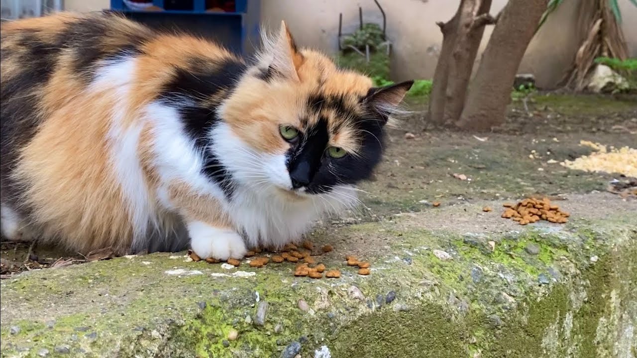 Cute cats living on the street. These cats are very beautiful.
