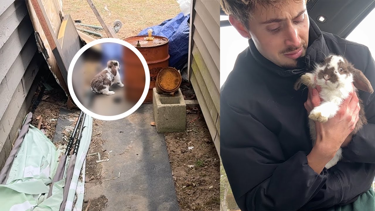 This rabbit was dumped in a neighborhood…