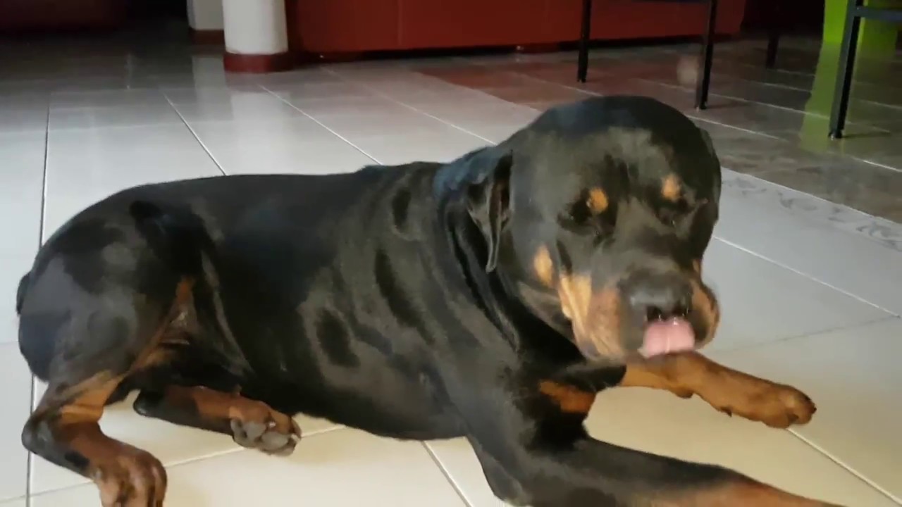 Rottweiler avec un enfant