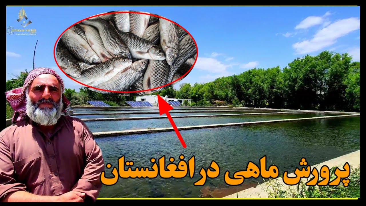 گزارش حقدوست از فارم ماهی در ولایت کاپیسا...